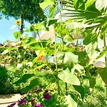 Viola Tatil Evi *