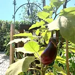 Tatil Evi Viola