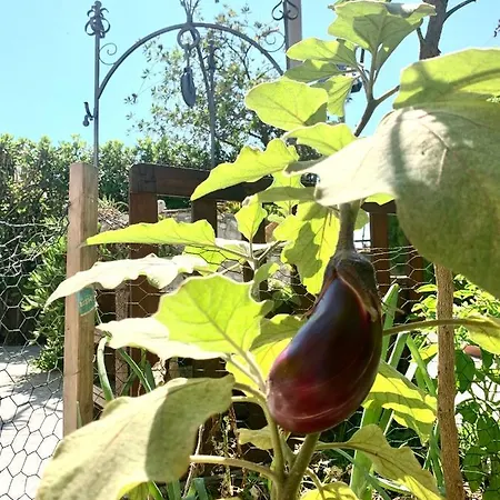 Casa vacanze Viola