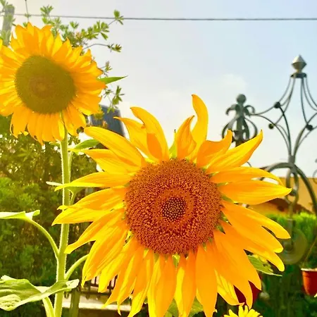 Hébergement de vacances Viola *